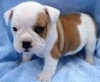 AKC-English-Bulldog-Puppies-for-adoption