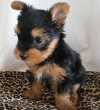 Pure-breed-Yorkshire-Terrier-Puppy