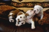English-bulldog-puppies-ready-for-any-loving-and-caring-home