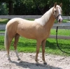 Palomino-Gelding-Horse-For-Sale