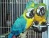 intelligent-and-adorable-parrots-avelable